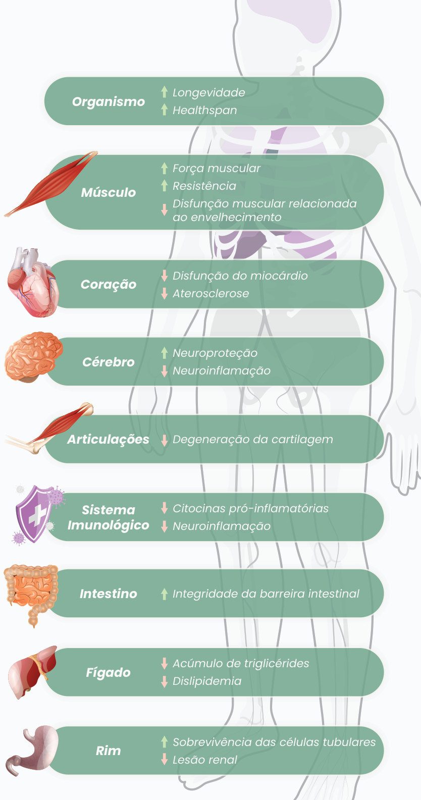 Figura 2: efeitos da urolitina A. Organismo: aumenta longevidade e healthspan. Músculo: aumenta força e resistência e reduz disfunção relacionada ao envelhecimento. Coração: reduz disfunção do miocárdio e aterosclerose. Cérebro: aumenta neuroproteção e reduz neuroinflamação. Articulações: reduz degeneração da cartilagem. Sistema imunológico: reduz citocinas pró-inflamatórias e neuroinflamação. Intestino: aumenta integridade da barreira. Fígado: reduz triglicerídeos e dislipidemia. Rim: aumenta sobrevivência das células tubulares e reduz lesão renal
