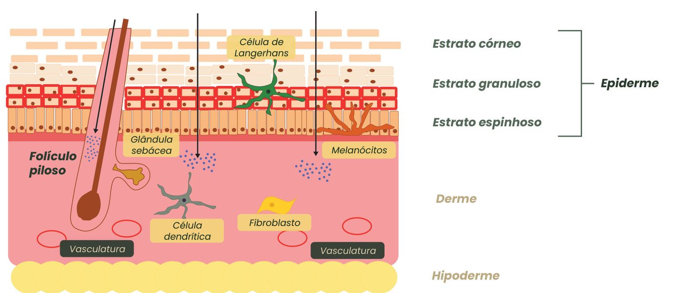 Figura 3: corte da pele (epiderme com estratos córneo, granuloso e espinhoso, derme e hipoderme) mostrando as vias de permeação do espiculite pelo folículo piloso e glândula sebácea, através das células e entre os corneócitos