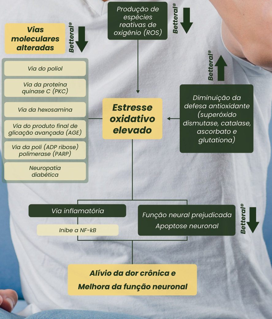 Figura 2: Betteral reduz a produção de espécies reativas de oxigênio e as vias moleculares alteradas (poliol, proteína quinase C, hexosamina, produtos finais de glicação avançada, PARP, neuropatia diabética), aumenta a defesa antioxidante e reduz o estresse oxidativo elevado; inibe a via inflamatória NF-κB e reduz a função neural prejudicada e a apoptose neuronal, levando ao alívio da dor crônica e à melhora da função neuronal