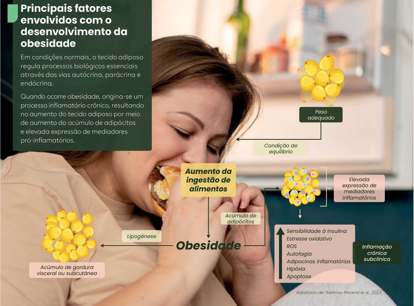 Figura 1: em condições normais o tecido adiposo mantém o peso adequado; com o aumento da ingestão de alimentos há acúmulo de adipócitos e obesidade, com lipogênese e acúmulo de gordura visceral ou subcutânea; os adipócitos passam a expressar mediadores inflamatórios, com alteração da sensibilidade à insulina, estresse oxidativo, ROS, autofagia, adipocinas inflamatórias, hipóxia e apoptose, caracterizando a inflamação crônica subclínica