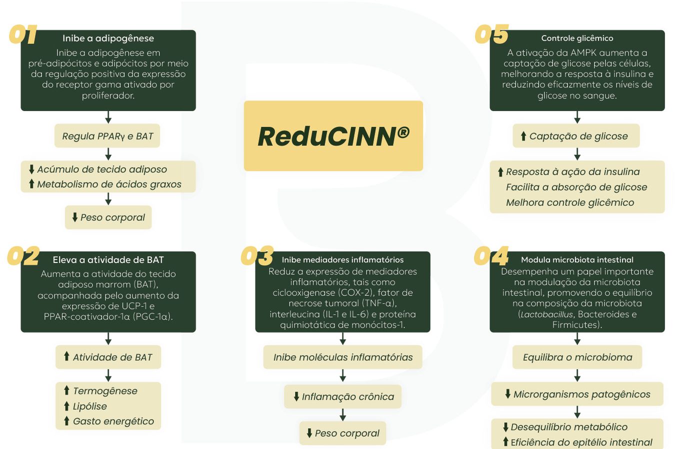 Figura 3: ReduCINN (1) inibe a adipogênese, regulando PPARγ e BAT, com menos acúmulo de tecido adiposo, mais metabolismo de ácidos graxos e menor peso corporal; (2) eleva a atividade do tecido adiposo marrom, com mais termogênese, lipólise e gasto energético; (3) inibe mediadores inflamatórios, reduzindo a inflamação crônica e o peso; (4) modula a microbiota intestinal, reduzindo patógenos e o desequilíbrio metabólico; (5) melhora o controle glicêmico pela ativação da AMPK
