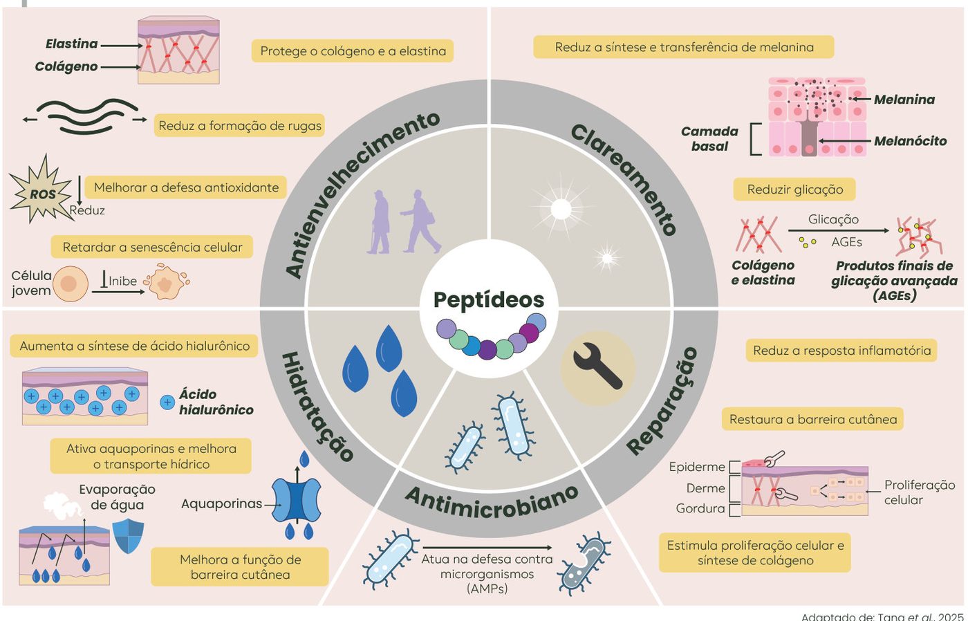 Figura 1: os peptídeos atuam em cinco frentes: antienvelhecimento (protegem colágeno e elastina, reduzem rugas, melhoram a defesa antioxidante e retardam a senescência celular), clareamento (reduzem a síntese e transferência de melanina e a glicação), hidratação (aumentam o ácido hialurônico, ativam aquaporinas e melhoram a barreira cutânea), antimicrobiano (defesa contra microrganismos) e reparação (reduzem a inflamação, restauram a barreira e estimulam a proliferação celular e o colágeno)