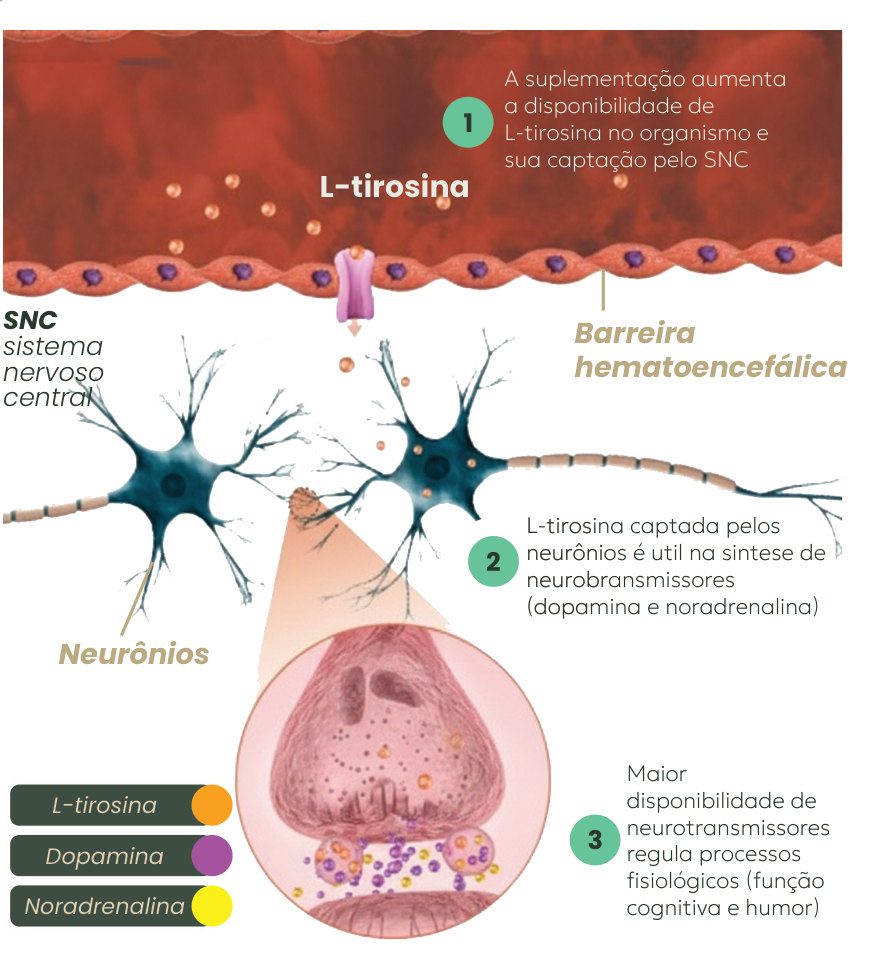Figura 1: (1) a suplementação aumenta a disponibilidade de L-tirosina e sua captação pelo sistema nervoso central através da barreira hematoencefálica; (2) a L-tirosina captada pelos neurônios é usada na síntese de dopamina e noradrenalina; (3) a maior disponibilidade de neurotransmissores regula a função cognitiva e o humor