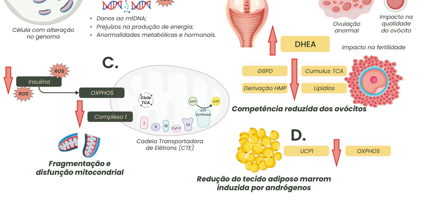 Figura 1: (A) espécies reativas de oxigênio causam danos ao DNA mitocondrial, prejuízos na produção de energia e anormalidades metabólicas e hormonais; (B) o estresse oxidativo afeta a ovulação e a qualidade do ovócito, e o excesso de DHEA reduz a competência dos ovócitos; (C) a resistência à insulina leva à fragmentação e disfunção mitocondrial; (D) os andrógenos reduzem o tecido adiposo marrom