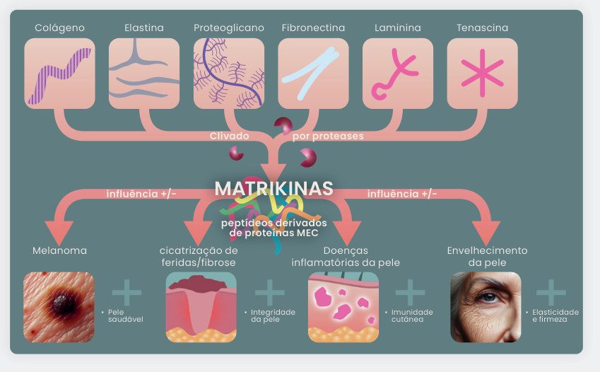 Figura 2: colágeno, elastina, proteoglicano, fibronectina, laminina e tenascina, clivados por proteases, originam matrikinas, que influenciam melanoma, cicatrização de feridas e fibrose, doenças inflamatórias da pele e envelhecimento cutâneo