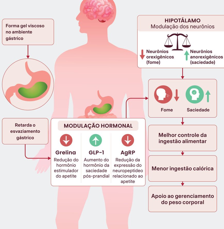 Figura 1: o Carolean™ forma gel viscoso no ambiente gástrico e retarda o esvaziamento gástrico; na modulação hormonal, reduz a grelina, aumenta o GLP-1 e reduz o AgRP; no hipotálamo, modula neurônios orexigênicos (fome) e anorexigênicos (saciedade), resultando em menos fome, mais saciedade, melhor controle da ingestão alimentar, menor ingestão calórica e apoio ao gerenciamento do peso corporal