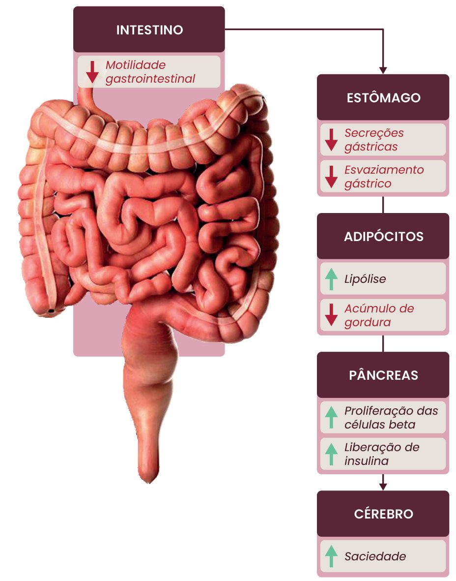 Figura 1: no intestino, reduzem a motilidade gastrointestinal; no estômago, reduzem as secreções gástricas e o esvaziamento gástrico; nos adipócitos, aumentam a lipólise e reduzem o acúmulo de gordura; no pâncreas, aumentam a proliferação das células beta e a liberação de insulina; no cérebro, aumentam a saciedade