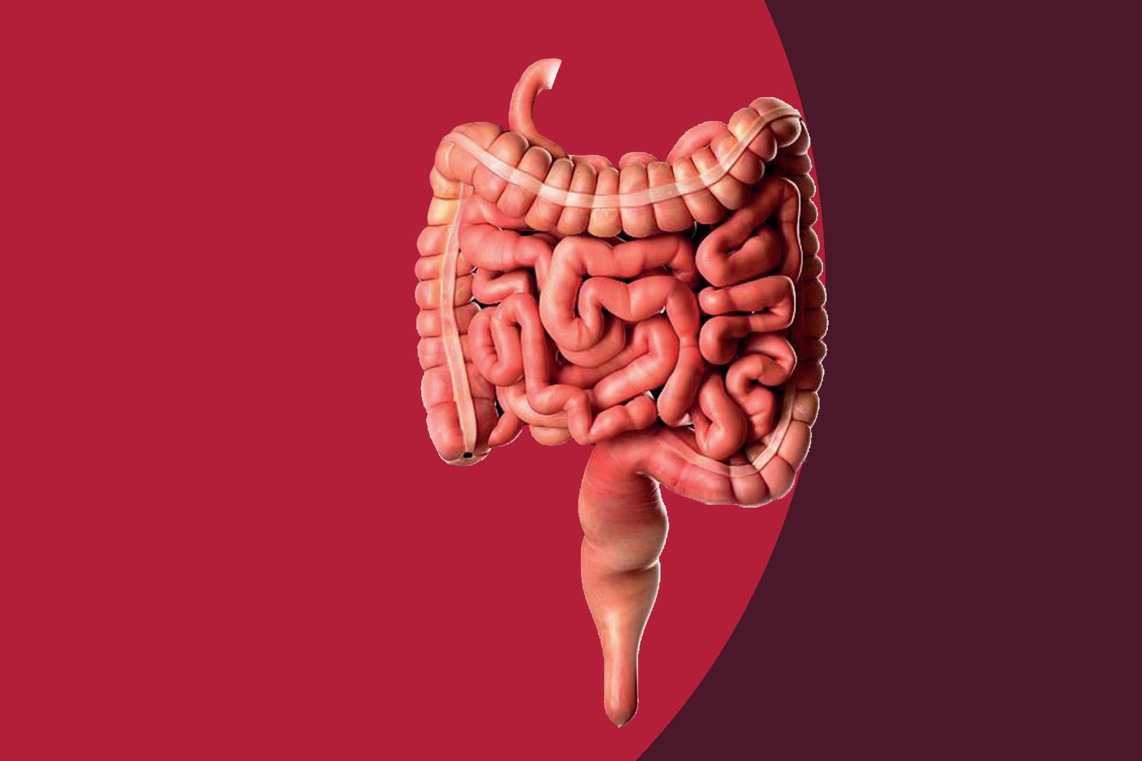Ilustração do intestino sobre fundo vermelho e vinho da Farmaderm