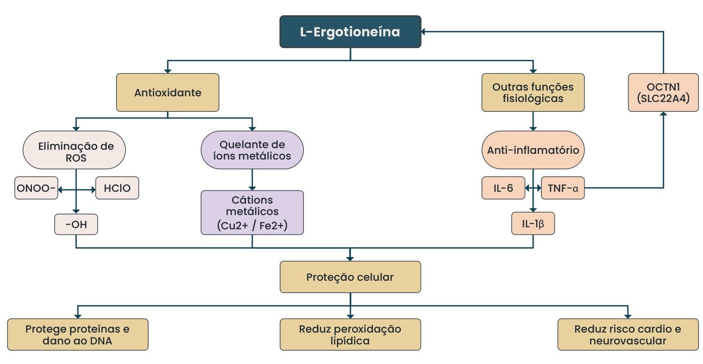 Figura 1: a L-ergotioneína atua como antioxidante (eliminação de ROS como ONOO-, HClO e -OH, e quelação de cátions metálicos Cu2+ e Fe2+) e em outras funções fisiológicas (ação anti-inflamatória sobre IL-6, TNF-α e IL-1β, e transporte pelo OCTN1/SLC22A4), resultando em proteção celular: protege proteínas e o DNA, reduz peroxidação lipídica e reduz risco cardio e neurovascular