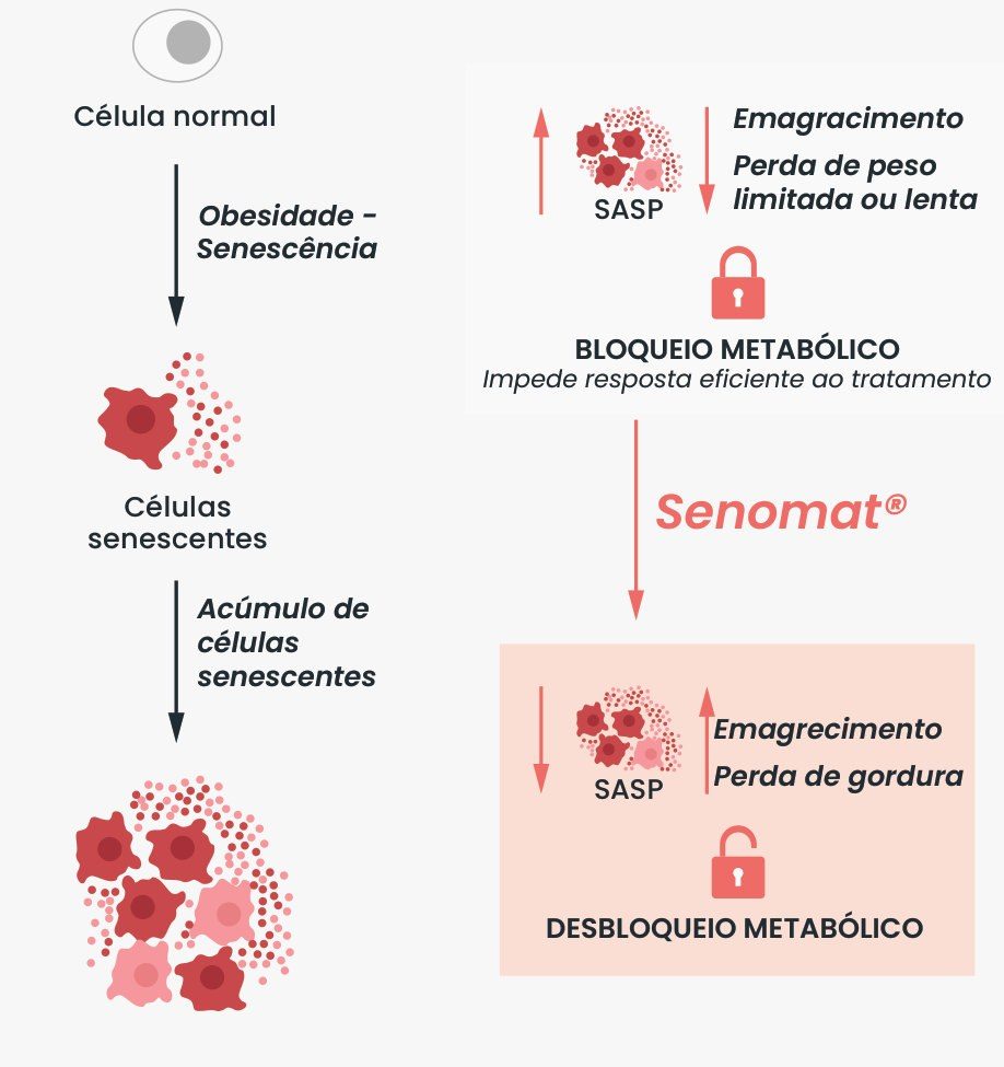 Figura 1: a obesidade leva células normais à senescência e ao acúmulo de células senescentes; o aumento do SASP gera bloqueio metabólico, com emagrecimento limitado ou lento. Com Senomat®, o SASP diminui e ocorre o desbloqueio metabólico, com emagrecimento e perda de gordura