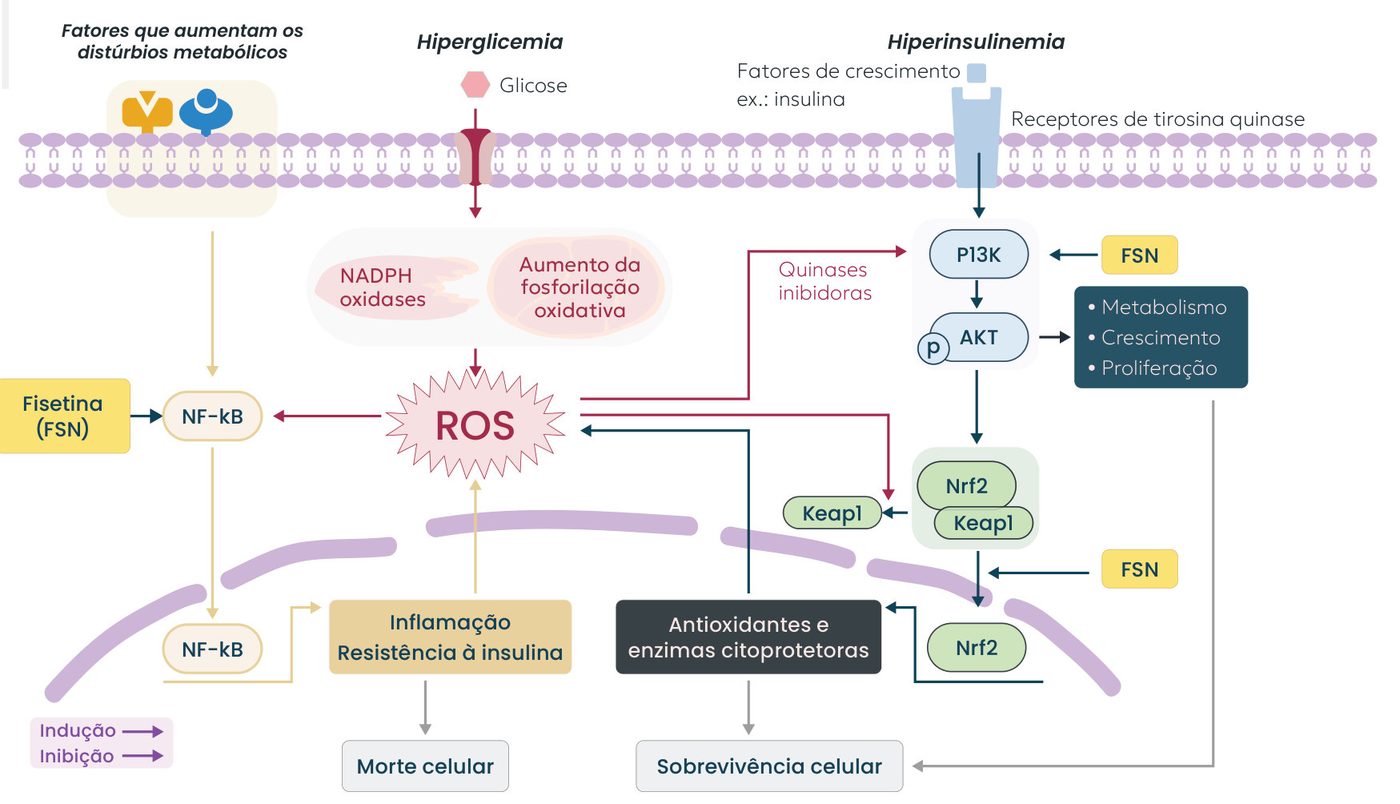 Figura 2: hiperglicemia e hiperinsulinemia aumentam ROS (via NADPH oxidases e fosforilação oxidativa), ativando NF-kB, inflamação, resistência à insulina e morte celular. A fisetina (FSN) inibe NF-kB, atua na via PI3K/AKT e ativa Nrf2, aumentando antioxidantes e enzimas citoprotetoras e favorecendo a sobrevivência celular