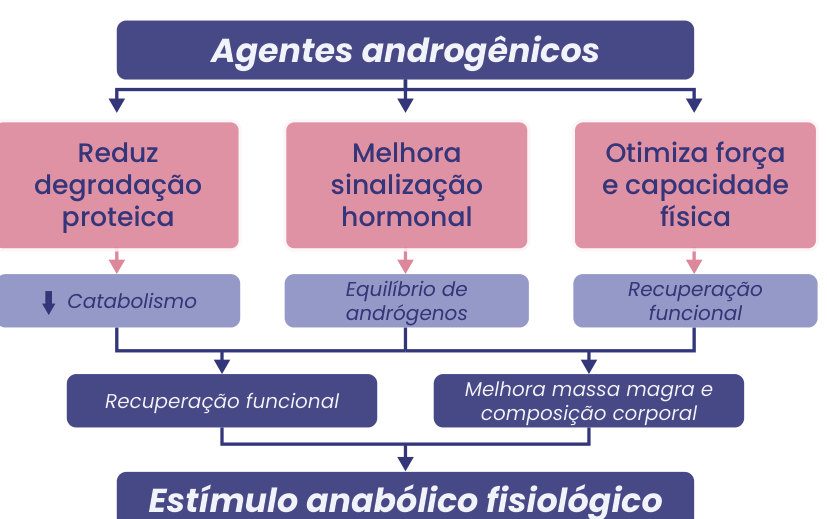Figura 1: agentes androgênicos reduzem a degradação proteica (menos catabolismo), melhoram a sinalização hormonal (equilíbrio de andrógenos) e otimizam força e capacidade física (recuperação funcional), levando a recuperação funcional, melhora da massa magra e da composição corporal e estímulo anabólico fisiológico