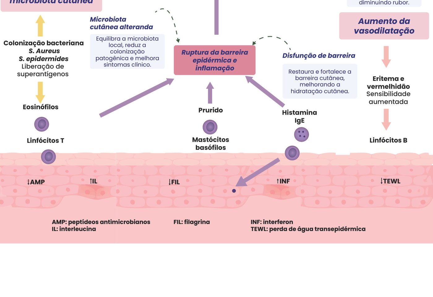 Figura 1: colonização bacteriana (S. aureus, S. epidermidis) altera a microbiota cutânea; eosinófilos, linfócitos T, mastócitos, basófilos e histamina/IgE levam à ruptura da barreira epidérmica e inflamação (IL-4, IL-5, IL-17, IL-22, substância P) e prurido; a desordem vascular aumenta a vasodilatação, com eritema, vermelhidão e sensibilidade; na pele há queda de peptídeos antimicrobianos, filagrina e aumento da perda de água transepidérmica; as fórmulas atuam no controle da inflamação, na microbiota, na barreira e na microcirculação