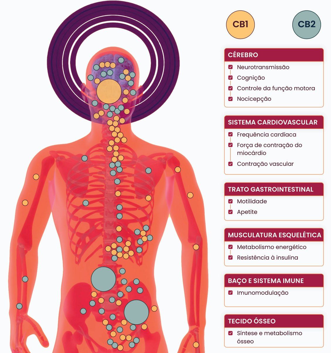 Figura 1: receptores CB1 e CB2 distribuídos pelo corpo e processos modulados: cérebro (neurotransmissão, cognição, controle da função motora, nocicepção), sistema cardiovascular (frequência cardíaca, força de contração do miocárdio, contração vascular), trato gastrointestinal (motilidade, apetite), musculatura esquelética (metabolismo energético, resistência à insulina), baço e sistema imune (imunomodulação) e tecido ósseo (síntese e metabolismo ósseo)