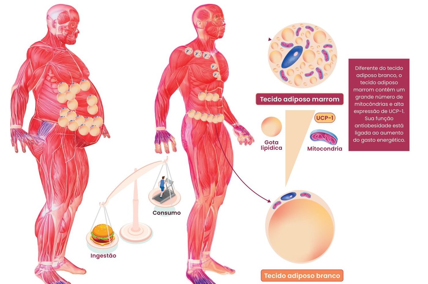 Ilustração comparando um corpo com obesidade e um corpo magro, uma balança entre ingestão e consumo e os tecidos adiposos: o tecido adiposo marrom contém grande número de mitocôndrias e alta expressão de UCP-1, com função antiobesidade ligada ao aumento do gasto energético; o tecido adiposo branco armazena gota lipídica