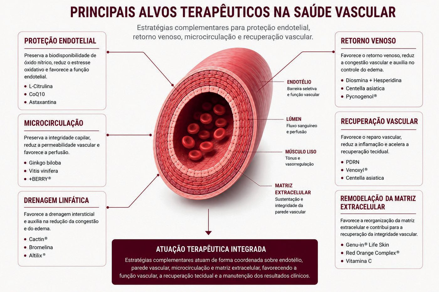 Figura 1: vaso sanguíneo em corte com endotélio, lúmen, músculo liso e matriz extracelular e os alvos terapêuticos: proteção endotelial (L-citrulina, CoQ10, astaxantina), microcirculação (Ginkgo biloba, Vitis vinifera, +BERRY), drenagem linfática (Cactin, bromelina, Altilix), retorno venoso (diosmina e hesperidina, Centella asiatica, Pycnogenol), recuperação vascular (PDRN, Venoxyl, Centella asiatica) e remodelação da matriz extracelular (Genu-in Life Skin, Red Orange Complex, vitamina C)