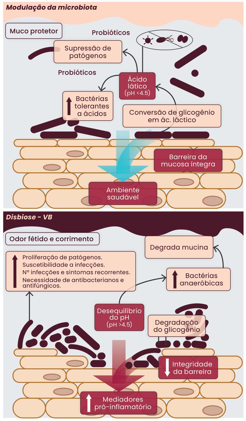 Figura 1: (A) modulação da microbiota: probióticos convertem glicogênio em ácido lático (pH abaixo de 4,5), suprimem patógenos e mantêm a barreira da mucosa íntegra e o ambiente saudável; (B) disbiose na vaginose bacteriana: degradação do glicogênio, pH acima de 4,5, aumento de bactérias anaeróbicas, degradação da mucina, menor integridade da barreira e mais mediadores pró-inflamatórios, com odor e corrimento