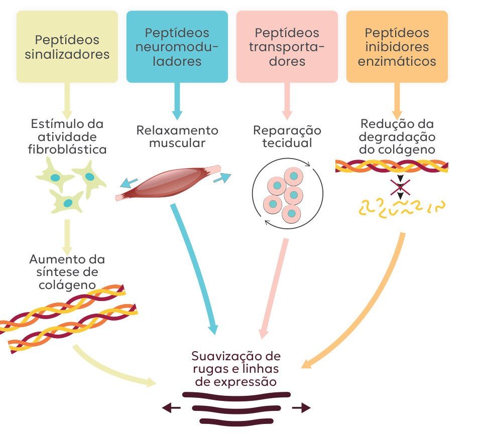Figura 1: peptídeos sinalizadores estimulam a atividade fibroblástica e aumentam a síntese de colágeno; neuromoduladores promovem relaxamento muscular; transportadores favorecem a reparação tecidual; inibidores enzimáticos reduzem a degradação do colágeno; todos convergem para a suavização de rugas e linhas de expressão