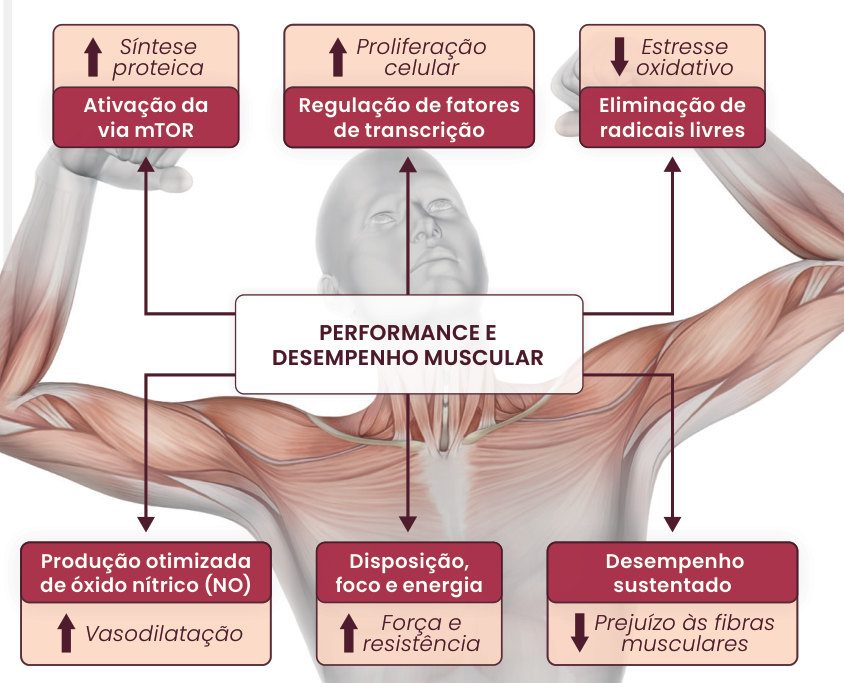 Figura 1: a performance e o desempenho muscular envolvem ativação da via mTOR (aumento da síntese proteica), regulação de fatores de transcrição (proliferação celular), eliminação de radicais livres (redução do estresse oxidativo), produção otimizada de óxido nítrico (vasodilatação), disposição, foco e energia (força e resistência) e desempenho sustentado (menor prejuízo às fibras musculares)
