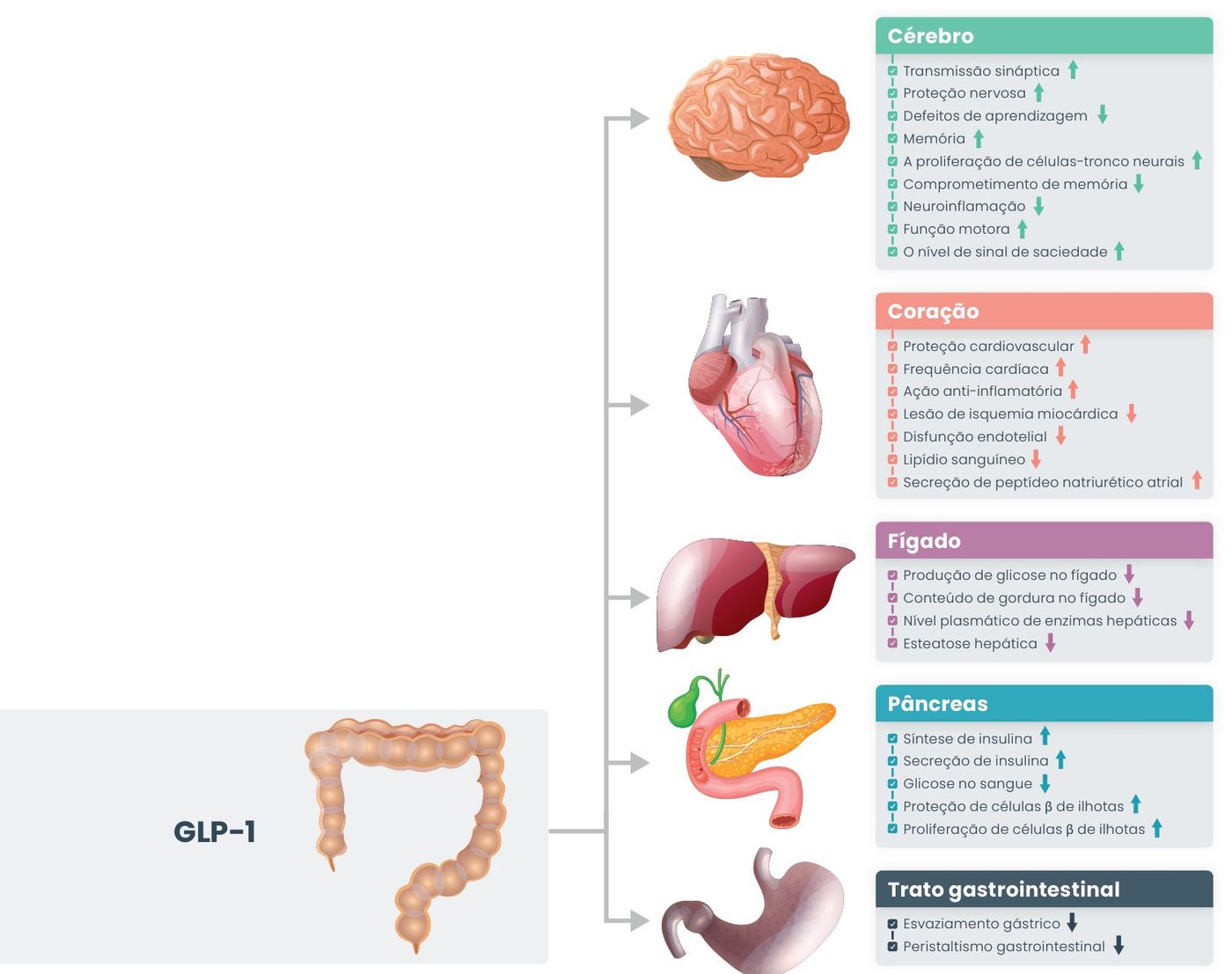 Figura 1: efeitos do GLP-1. Cérebro: aumenta transmissão sináptica, proteção nervosa, memória, proliferação de células-tronco neurais, função motora e sinal de saciedade; reduz defeitos de aprendizagem, comprometimento de memória e neuroinflamação. Coração: aumenta proteção cardiovascular, frequência cardíaca, ação anti-inflamatória e secreção de peptídeo natriurético atrial; reduz lesão de isquemia, disfunção endotelial e lipídios. Fígado: reduz produção de glicose, gordura hepática, enzimas hepáticas e esteatose. Pâncreas: aumenta síntese e secreção de insulina e proteção e proliferação de células beta; reduz glicose. Trato gastrointestinal: reduz esvaziamento gástrico e peristaltismo