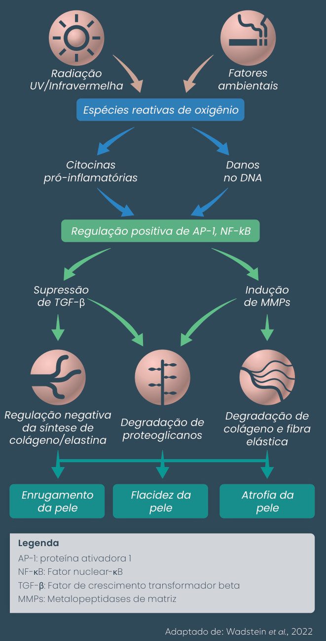 Figura 1: radiação UV/infravermelha e fatores ambientais geram espécies reativas de oxigênio, que levam a citocinas pró-inflamatórias e danos ao DNA, com regulação positiva de AP-1 e NF-κB. Isso suprime o TGF-β e induz MMPs, com regulação negativa da síntese de colágeno e elastina, degradação de proteoglicanos e de colágeno e fibras elásticas, resultando em enrugamento, flacidez e atrofia da pele