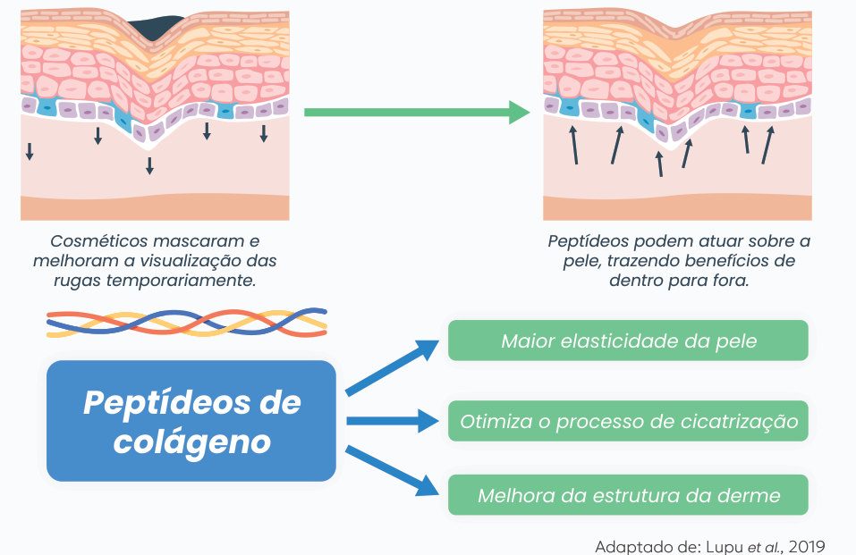 Figura 3: cosméticos mascaram e melhoram a visualização das rugas temporariamente, enquanto peptídeos atuam sobre a pele de dentro para fora. Os peptídeos de colágeno trazem maior elasticidade da pele, otimizam a cicatrização e melhoram a estrutura da derme