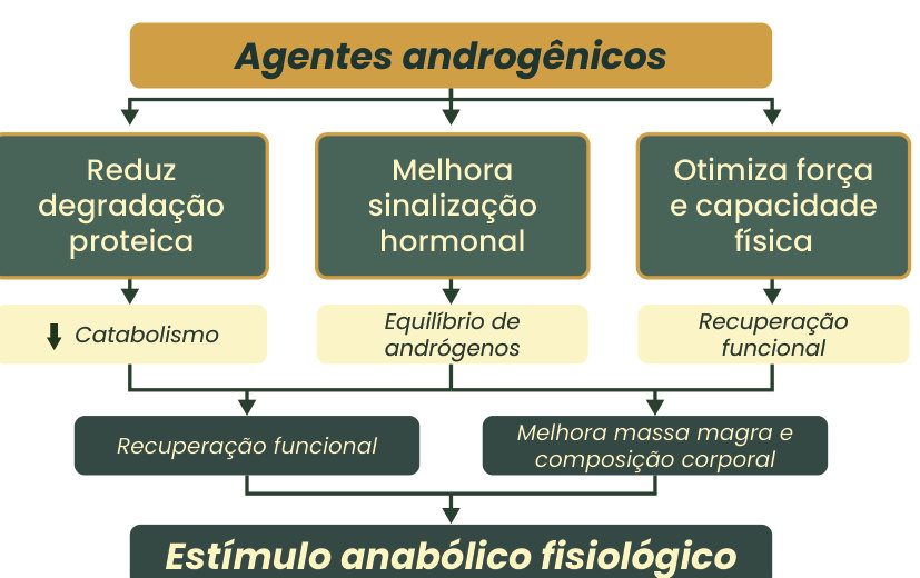 Figura 1: agentes androgênicos reduzem a degradação proteica (menos catabolismo), melhoram a sinalização hormonal (equilíbrio de andrógenos) e otimizam força e capacidade física (recuperação funcional), levando a recuperação funcional, melhora da massa magra e da composição corporal e estímulo anabólico fisiológico