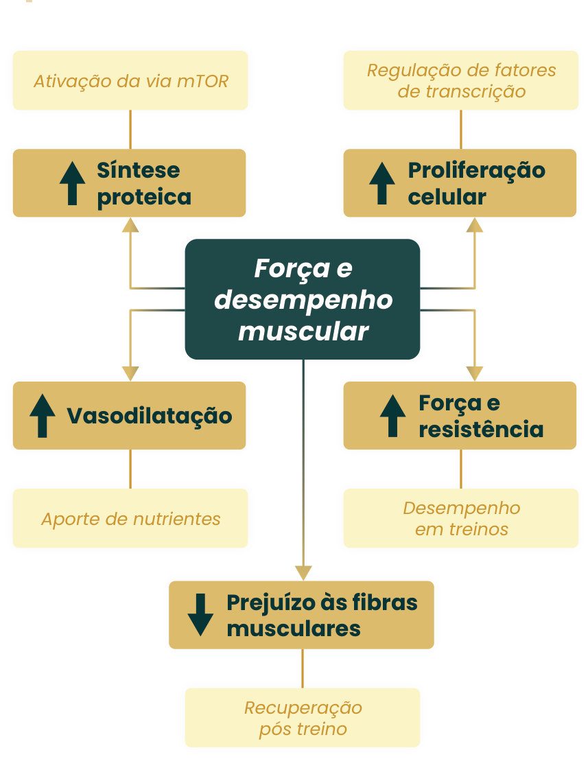 Figura 1: força e desempenho muscular envolvem aumento da síntese proteica (ativação da via mTOR), da proliferação celular (regulação de fatores de transcrição), da vasodilatação (aporte de nutrientes) e da força e resistência (desempenho em treinos), além de redução do prejuízo às fibras musculares (recuperação pós-treino)