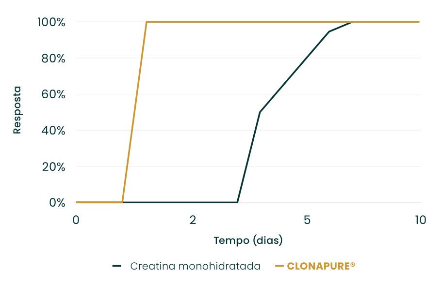 Gráfico 1: resposta à suplementação ao longo de 10 dias; Clonapure® atinge 100% de resposta no 1º dia (3 g), enquanto a creatina monoidratada só atinge após cerca de 7 dias na dose maior (20 g), equivalente a 21 dias na dose menor (3 g)