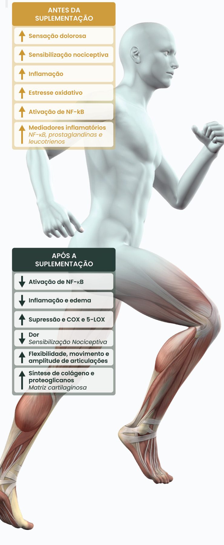 Figura 1: antes da suplementação há aumento da sensação dolorosa, da sensibilização nociceptiva, da inflamação, do estresse oxidativo, da ativação de NF-κB e de mediadores inflamatórios; após a suplementação há redução da ativação de NF-κB, da inflamação, do edema e da dor, supressão de COX e 5-LOX e aumento da flexibilidade, do movimento e da síntese de colágeno e proteoglicanos