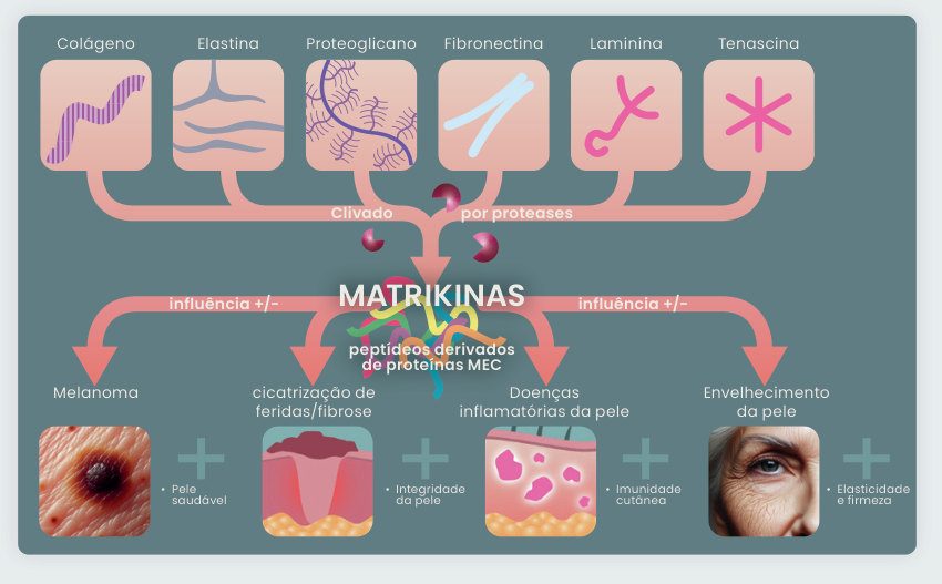 Figura 2: colágeno, elastina, proteoglicano, fibronectina, laminina e tenascina, clivados por proteases, originam matrikinas, que influenciam melanoma, cicatrização de feridas e fibrose, doenças inflamatórias da pele e envelhecimento cutâneo